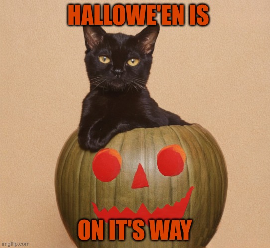 Hallowe'en Cat | HALLOWE'EN IS ON IT'S WAY | image tagged in pumpkin,pumpkin spice,black cat,halloween is coming,halloween | made w/ Imgflip meme maker