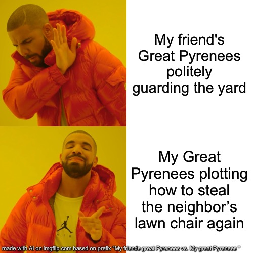 My dog ???? | My friend's Great Pyrenees politely guarding the yard; My Great Pyrenees plotting how to steal the neighbor’s lawn chair again | image tagged in memes,drake hotline bling | made w/ Imgflip meme maker