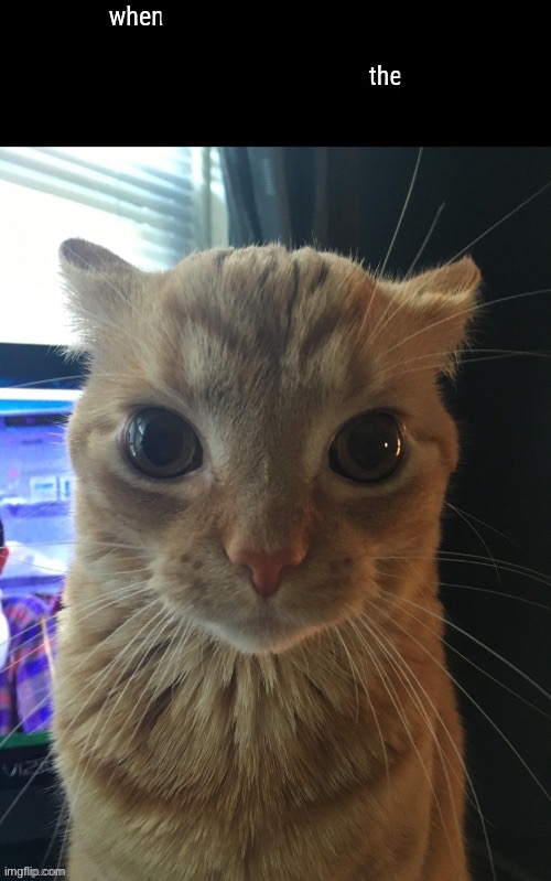 When the | image tagged in when the | made w/ Imgflip meme maker