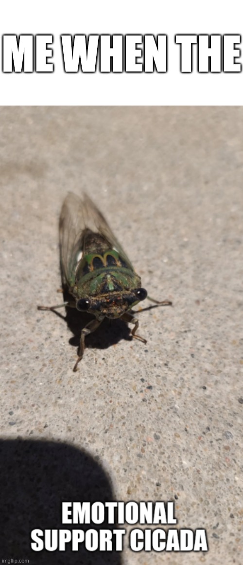 emotional suppory cicada | ME WHEN THE | image tagged in emotional suppory cicada | made w/ Imgflip meme maker