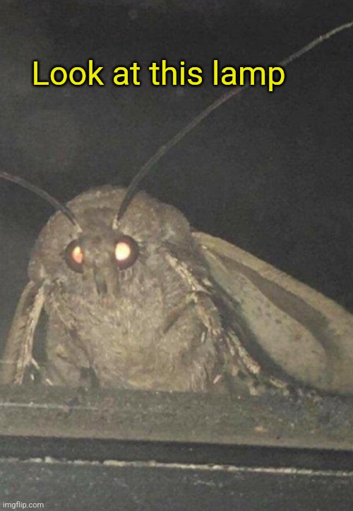 Moth | Look at this lamp | image tagged in moth | made w/ Imgflip meme maker