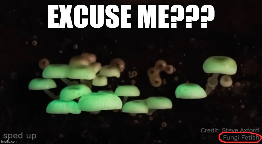 Hail Gnaw | EXCUSE ME??? | image tagged in fungi,mushrooms | made w/ Imgflip meme maker
