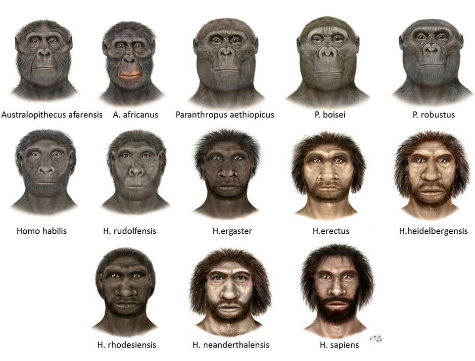Human Evolution Blank Meme Template