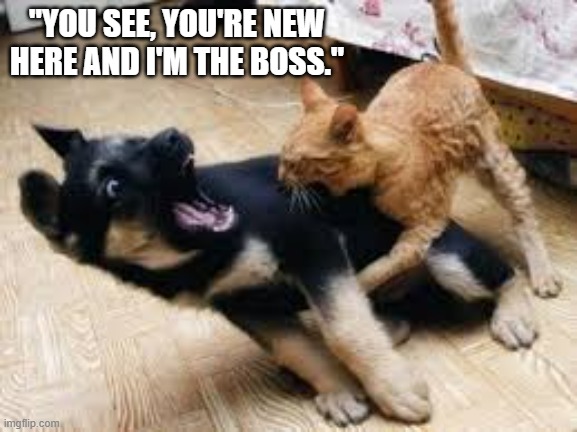 The cat is showing the dog who's boss.  --  funny  -- | "YOU SEE, YOU'RE NEW HERE AND I'M THE BOSS." | image tagged in cats,funny,kittens,humor,dog,boss | made w/ Imgflip meme maker