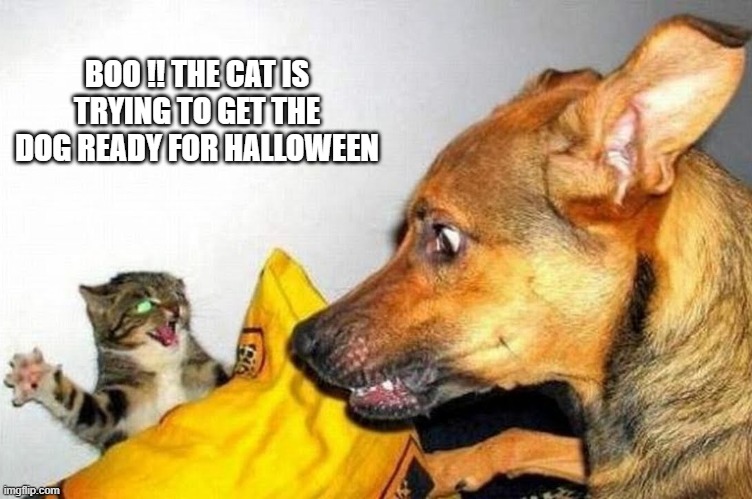 The cat is getting the dog ready for Halloween.   --  funny  -- | BOO !! THE CAT IS TRYING TO GET THE DOG READY FOR HALLOWEEN | image tagged in funny,cats,humor,kittens,dog,halloween | made w/ Imgflip meme maker