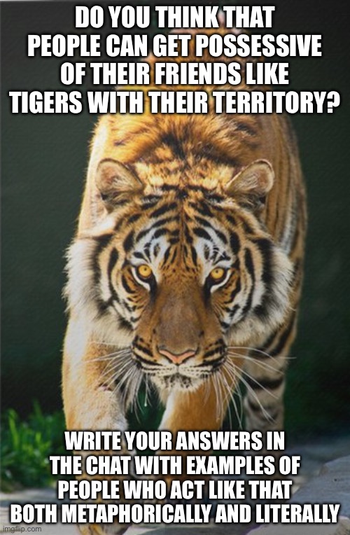 Funny quote tiger stare | DO YOU THINK THAT PEOPLE CAN GET POSSESSIVE OF THEIR FRIENDS LIKE TIGERS WITH THEIR TERRITORY? WRITE YOUR ANSWERS IN THE CHAT WITH EXAMPLES OF PEOPLE WHO ACT LIKE THAT BOTH METAPHORICALLY AND LITERALLY | image tagged in funny quote tiger stare | made w/ Imgflip meme maker