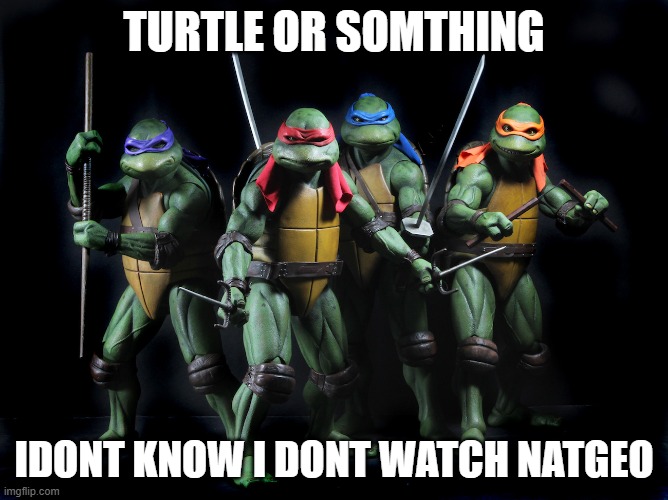 Impact | TURTLE OR SOMTHING; IDONT KNOW I DONT WATCH NATGEO | image tagged in impact | made w/ Imgflip meme maker