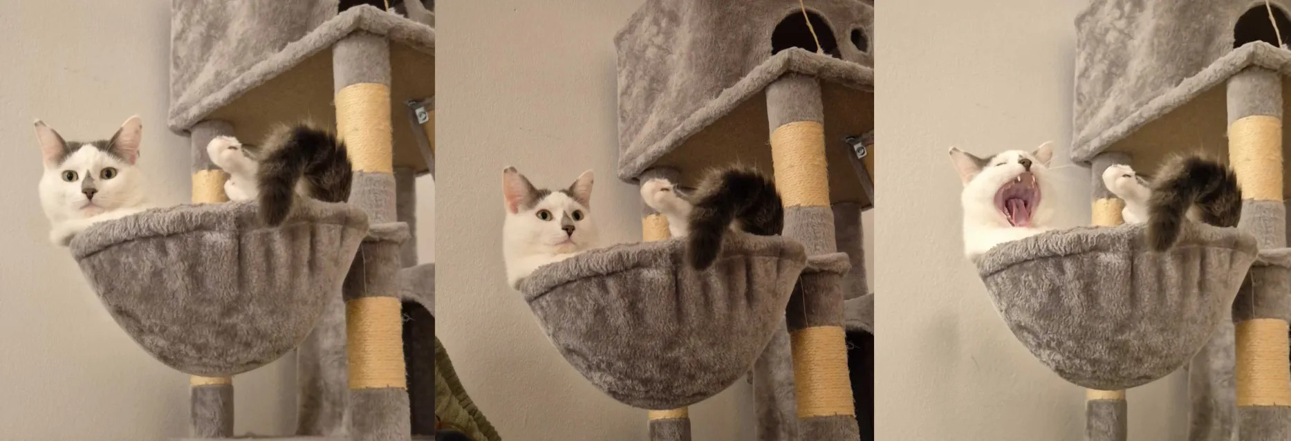 Unhappy Cat Blank Meme Template