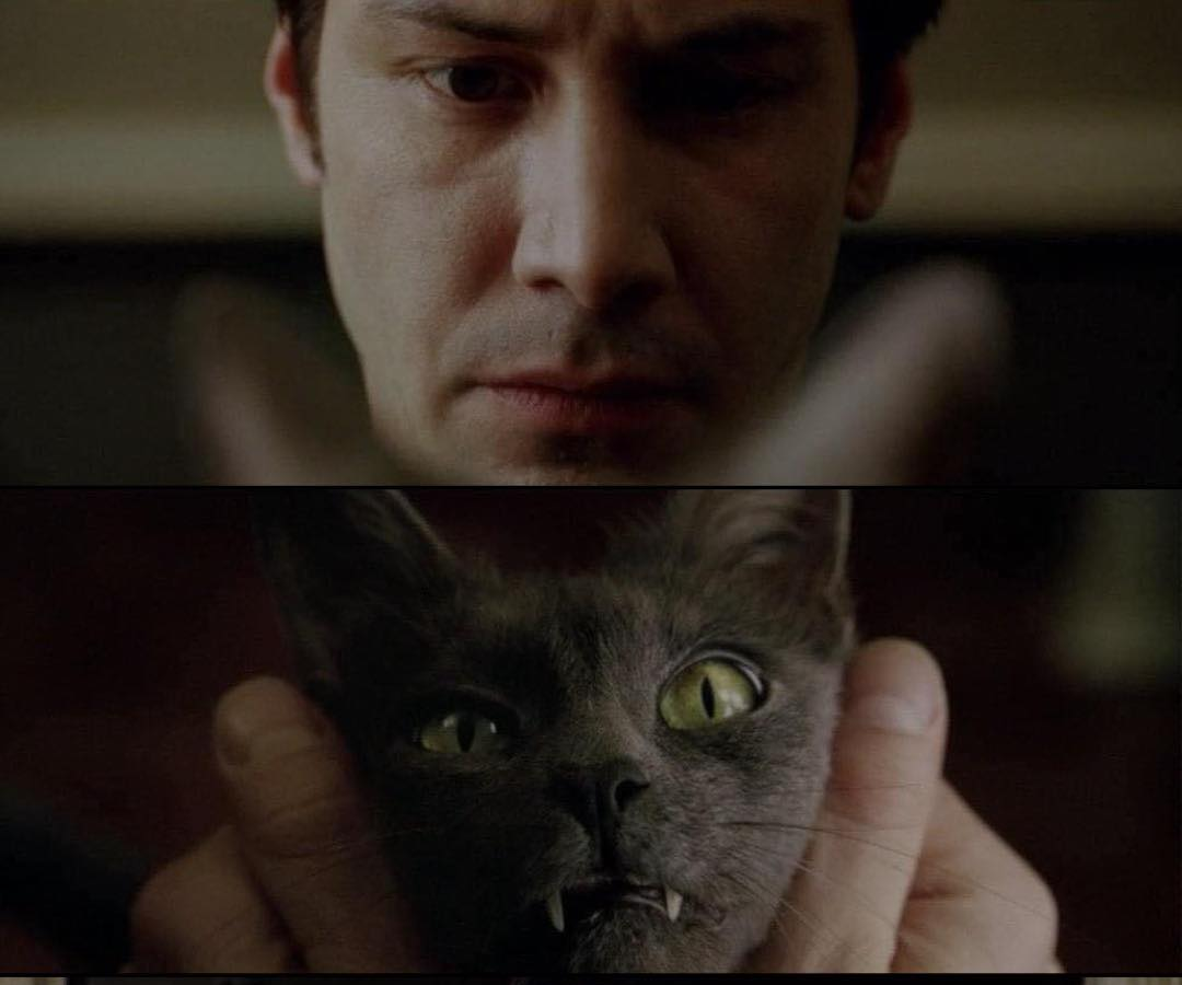 Cats Are Good Blank Meme Template