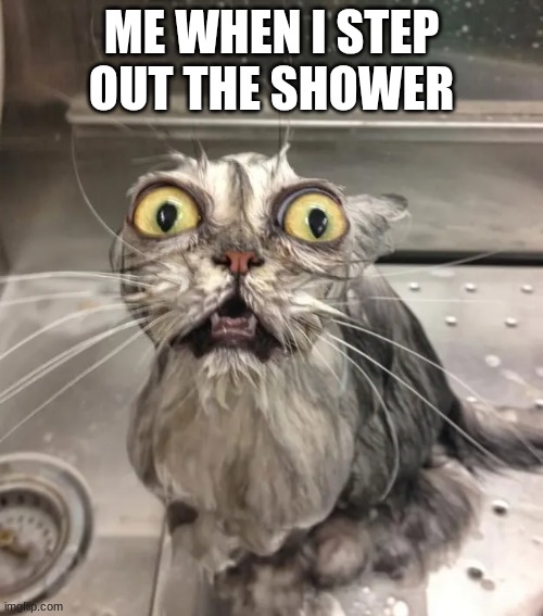 cat | ME WHEN I STEP OUT THE SHOWER | image tagged in wet,cats,funny memes | made w/ Imgflip meme maker
