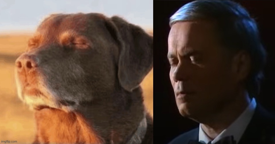 sob the faces look so similar | image tagged in chill dog | made w/ Imgflip meme maker