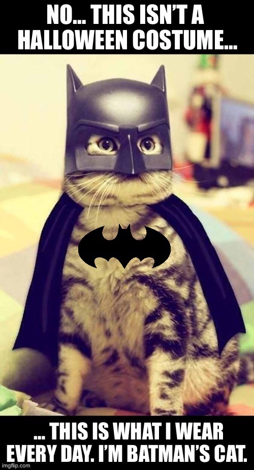 He has his own “bat-cat box” in the Batmobile… | image tagged in cats,batman,not a costume,halloween,batmans cat | made w/ Imgflip meme maker
