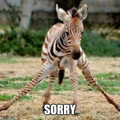 Wobbly | SORRY | image tagged in wobbly | made w/ Imgflip meme maker