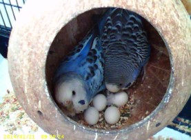 High Quality My Birbs Blank Meme Template