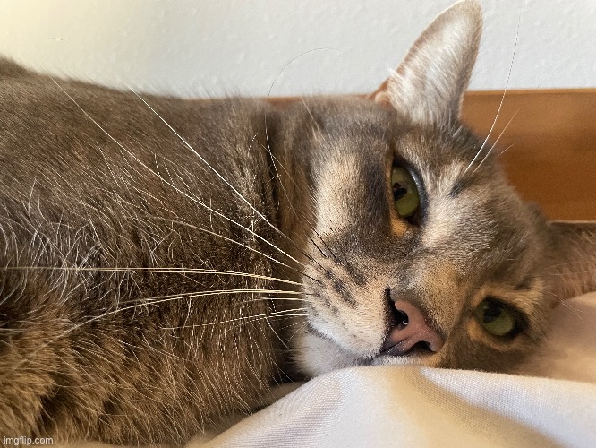 And here’s his brother | made w/ Imgflip meme maker