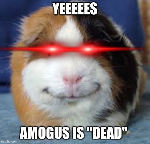 sussy pig | YEEEEES; AMOGUS IS "DEAD" | image tagged in guinea pig | made w/ Imgflip meme maker