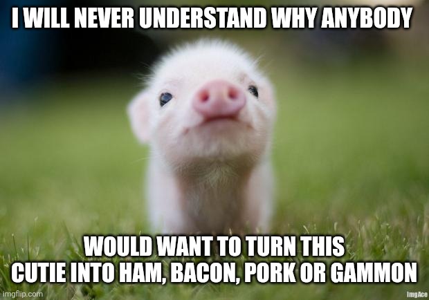 Sorry not | I WILL NEVER UNDERSTAND WHY ANYBODY; WOULD WANT TO TURN THIS CUTIE INTO HAM, BACON, PORK OR GAMMON | image tagged in piglet,memes | made w/ Imgflip meme maker