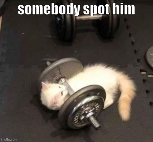 cat working out | somebody spot him | image tagged in cat working out | made w/ Imgflip meme maker