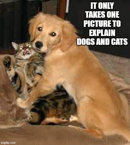 It only takes a single picture to explain cat and dogs.  --  funny  -- | IT ONLY TAKES ONE PICTURE TO EXPLAIN DOGS AND CATS | image tagged in cats,dogs,funny,kittens,humor,difference | made w/ Imgflip meme maker