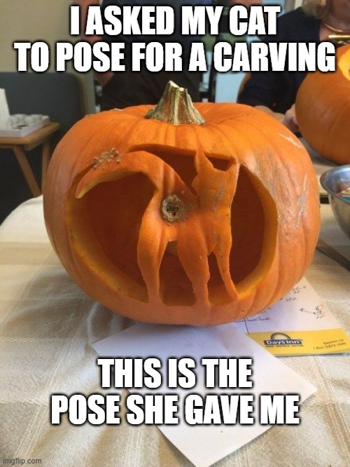 I asked my cat to pose for a pumpkin carving. This is the pose she chose. - funny - | I ASKED MY CAT TO POSE FOR A CARVING; THIS IS THE POSE SHE GAVE ME | image tagged in funny,cats,humor,kittens,halloween,pumpkin | made w/ Imgflip meme maker