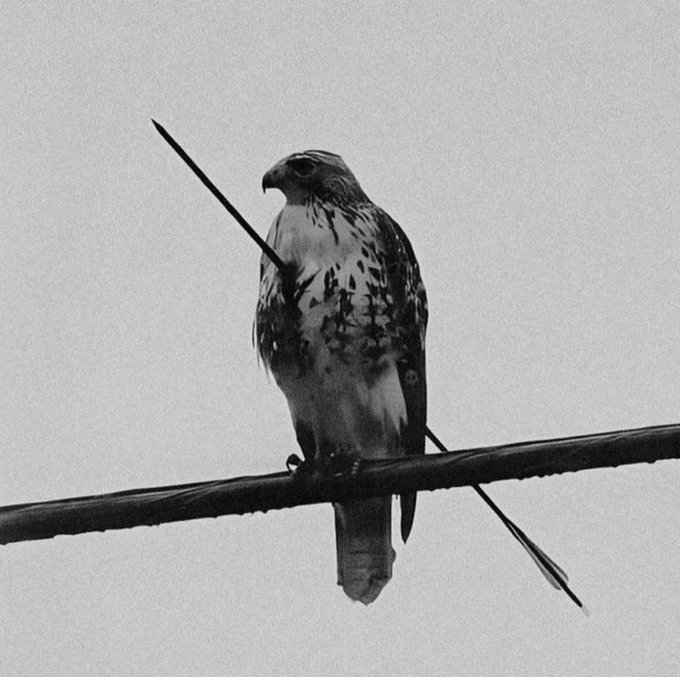 Pierced Bird Blank Meme Template