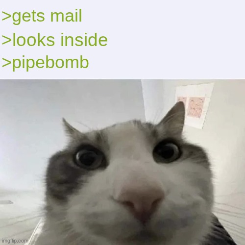 green text cat | >gets mail; >looks inside; >pipebomb | image tagged in green text cat | made w/ Imgflip meme maker