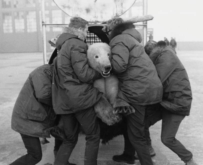High Quality polar bear what is the charge Blank Meme Template