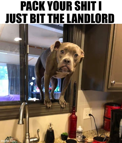 Pack Your Shit I Just Bit The Landlord | PACK YOUR SHIT I JUST BIT THE LANDLORD | image tagged in chrisjoines1 | made w/ Imgflip meme maker