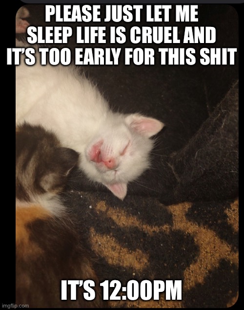 2 cat like brothers | PLEASE JUST LET ME SLEEP LIFE IS CRUEL AND IT’S TOO EARLY FOR THIS SHIT; IT’S 12:00PM | image tagged in cats | made w/ Imgflip meme maker