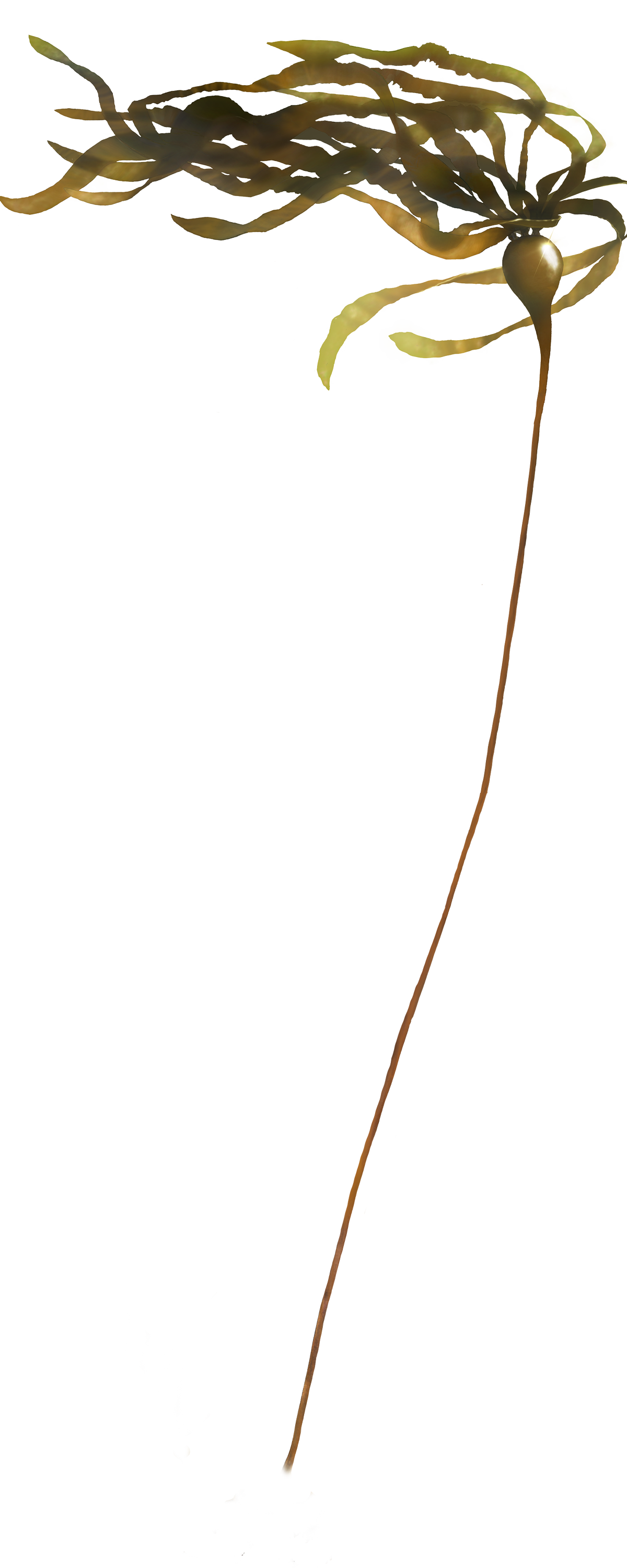 Bull kelp Blank Meme Template