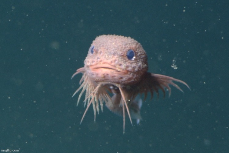 Bumpy Snailfish.mp3 | made w/ Imgflip meme maker