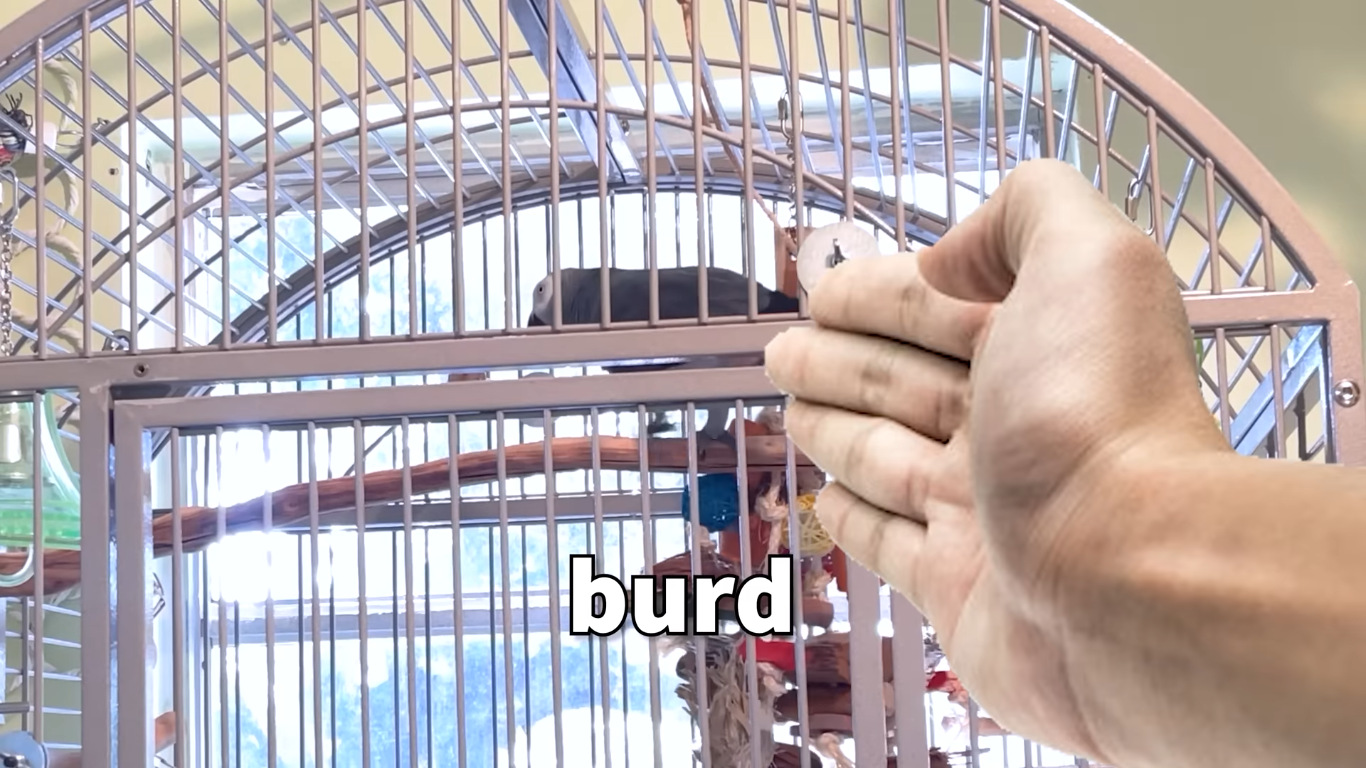 High Quality Apollo and Frens - Burd Blank Meme Template