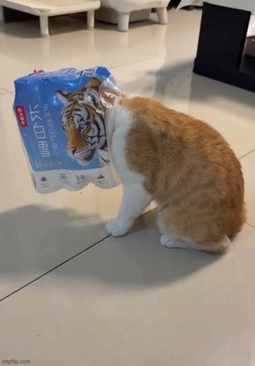 It's the eye of the tiger! | image tagged in cats,funny,tiger,orange cat | made w/ Imgflip meme maker