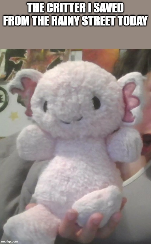 cro was dirty but i washed it :3 | THE CRITTER I SAVED FROM THE RAINY STREET TODAY | made w/ Imgflip meme maker
