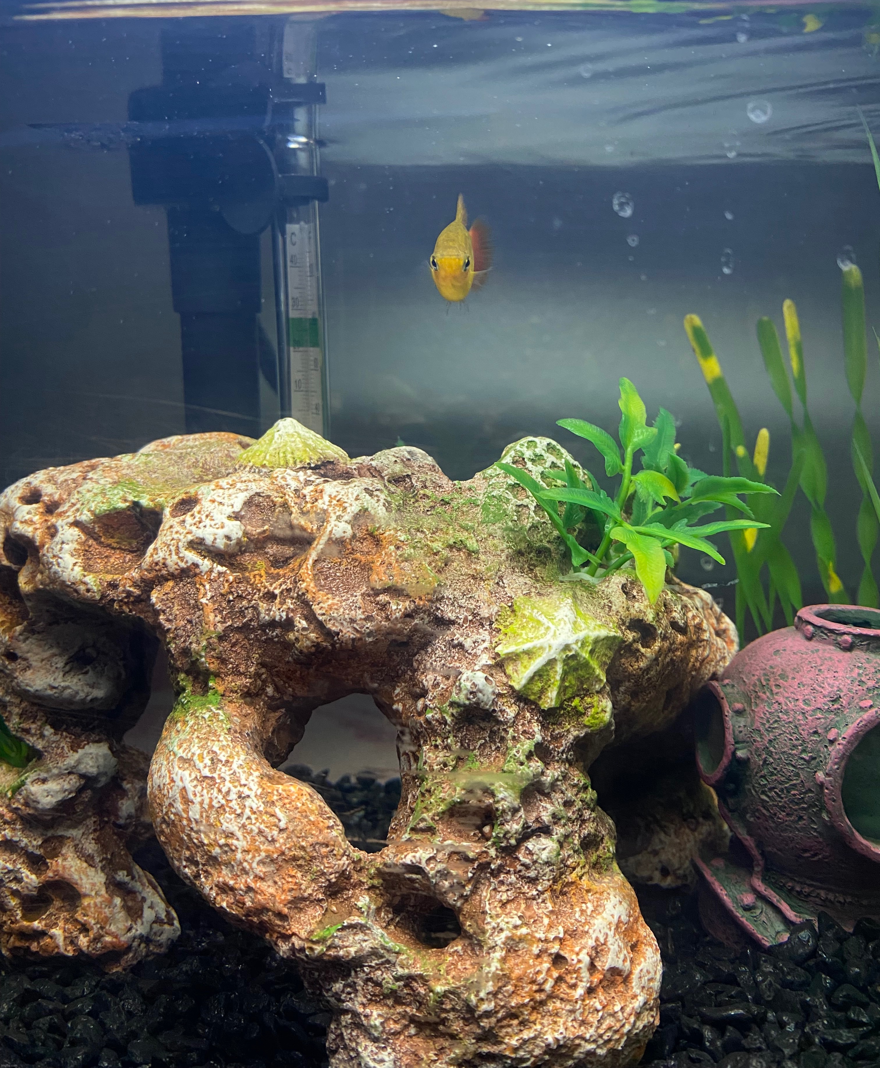 my pet fish | image tagged in pet,fish,picture | made w/ Imgflip meme maker