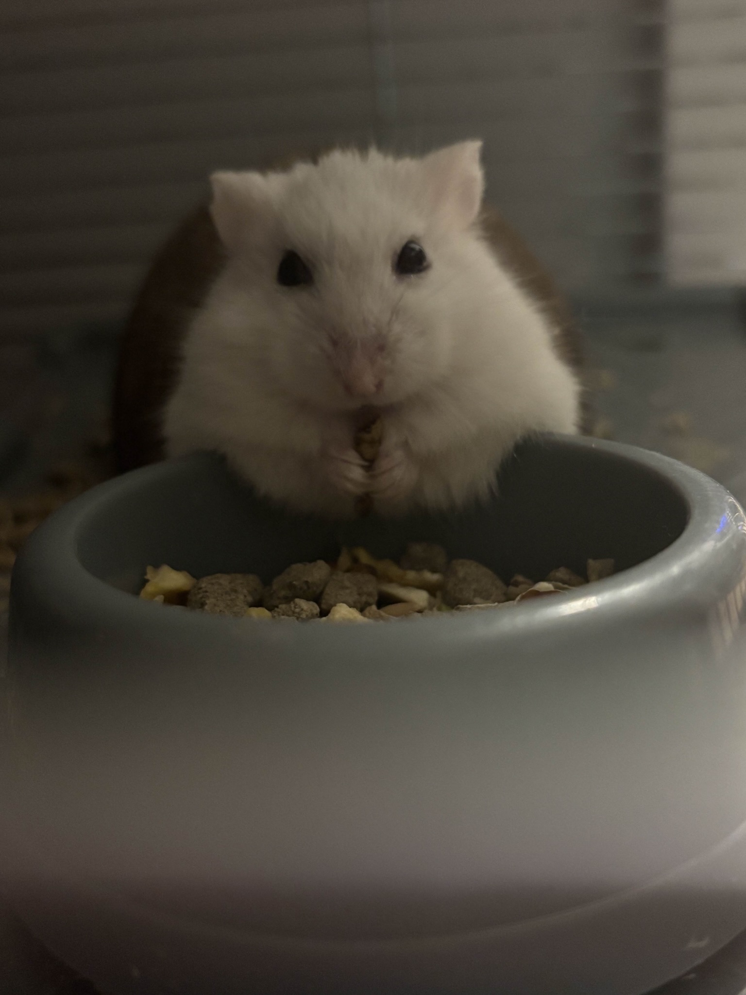 Hamster food Blank Meme Template