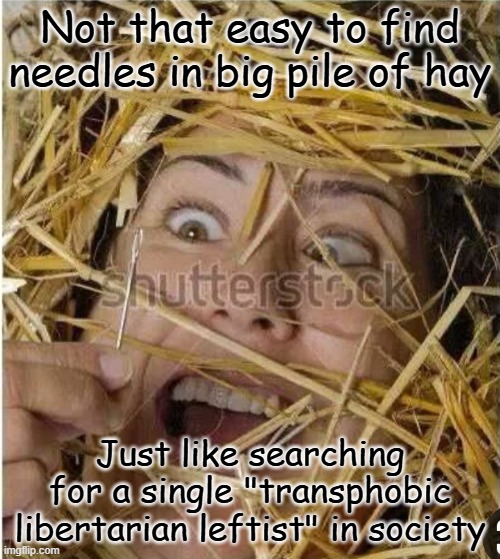 They are ultrarare | Not that easy to find needles in big pile of hay; Just like searching for a single "transphobic libertarian leftist" in society | image tagged in hay stack needle,transphobic,trans,libleft,libertarian,leftist | made w/ Imgflip meme maker