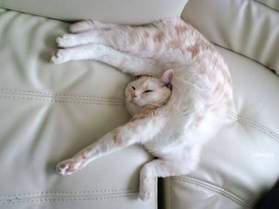 High Quality Funny cat sleeping Blank Meme Template