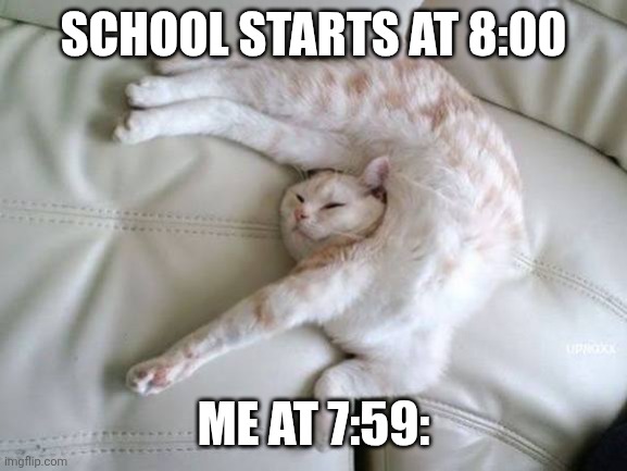 Zzzzzzz | SCHOOL STARTS AT 8:00; ME AT 7:59: | image tagged in funny cat sleeping | made w/ Imgflip meme maker