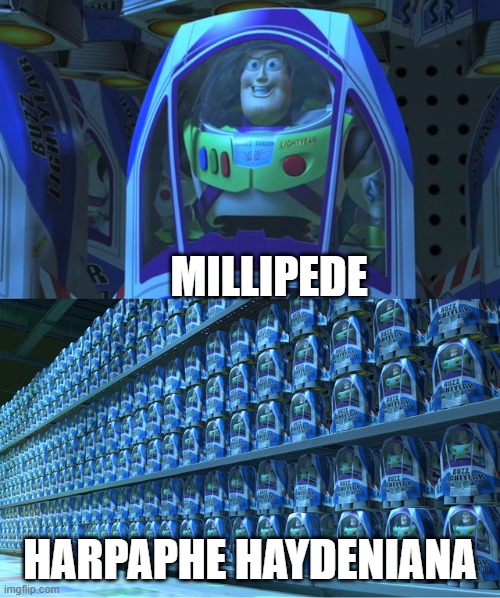 i swear there are so many of them in my region bro | MILLIPEDE; HARPAPHE HAYDENIANA | image tagged in buzz lightyear clones,memes,entomology,biology,millipede | made w/ Imgflip meme maker
