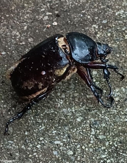 Can somebody help me identify this beetle. | made w/ Imgflip meme maker