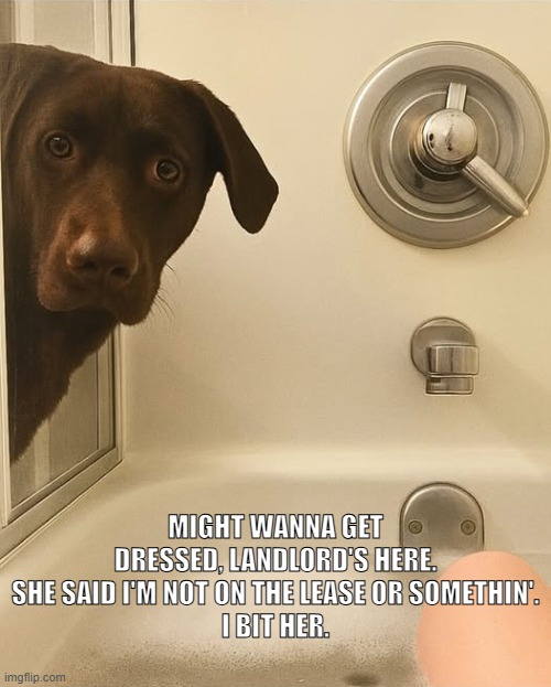 Landlord's Here | MIGHT WANNA GET DRESSED, LANDLORD'S HERE. SHE SAID I'M NOT ON THE LEASE OR SOMETHIN'.
I BIT HER. | image tagged in funny dogs,landlords,funny memes,bathtub,dogs pets funny,pets | made w/ Imgflip meme maker