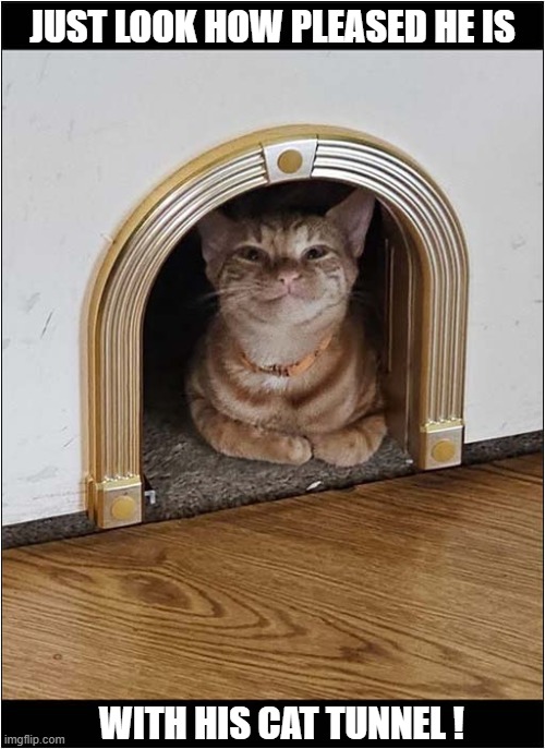 A Custom Shortcut Between Rooms | JUST LOOK HOW PLEASED HE IS; WITH HIS CAT TUNNEL ! | image tagged in cats,tunnel,shortcut | made w/ Imgflip meme maker