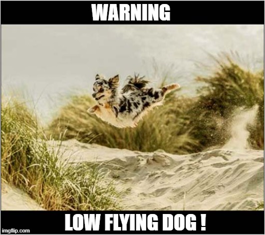 Fun In The Dunes ! | WARNING; LOW FLYING DOG ! | image tagged in dogs,dune,fun,flying | made w/ Imgflip meme maker