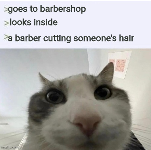 Cat looks inside | goes to barbershop; looks inside; a barber cutting someone's hair | image tagged in cat looks inside | made w/ Imgflip meme maker