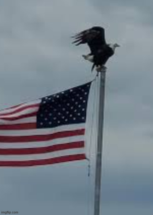 the most american picture ever | made w/ Imgflip meme maker