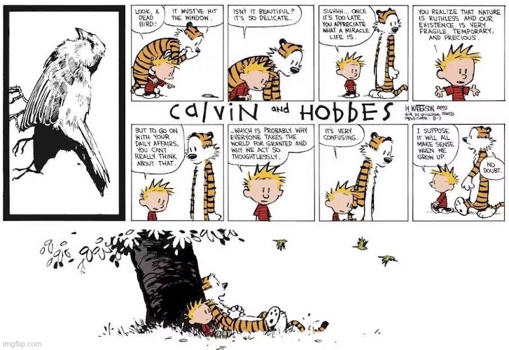 Life is extremely fragile… | image tagged in calvin and hobbes,comics,dead bird,nature,existence,reflection | made w/ Imgflip meme maker
