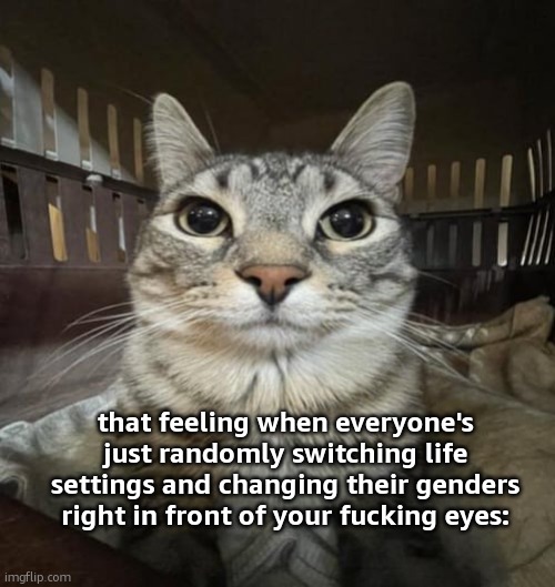 ghchfxghfvbhjgv help fhgcchycftdhjvv | that feeling when everyone's just randomly switching life settings and changing their genders right in front of your fucking eyes: | image tagged in zazu staring,sans of topic ig | made w/ Imgflip meme maker