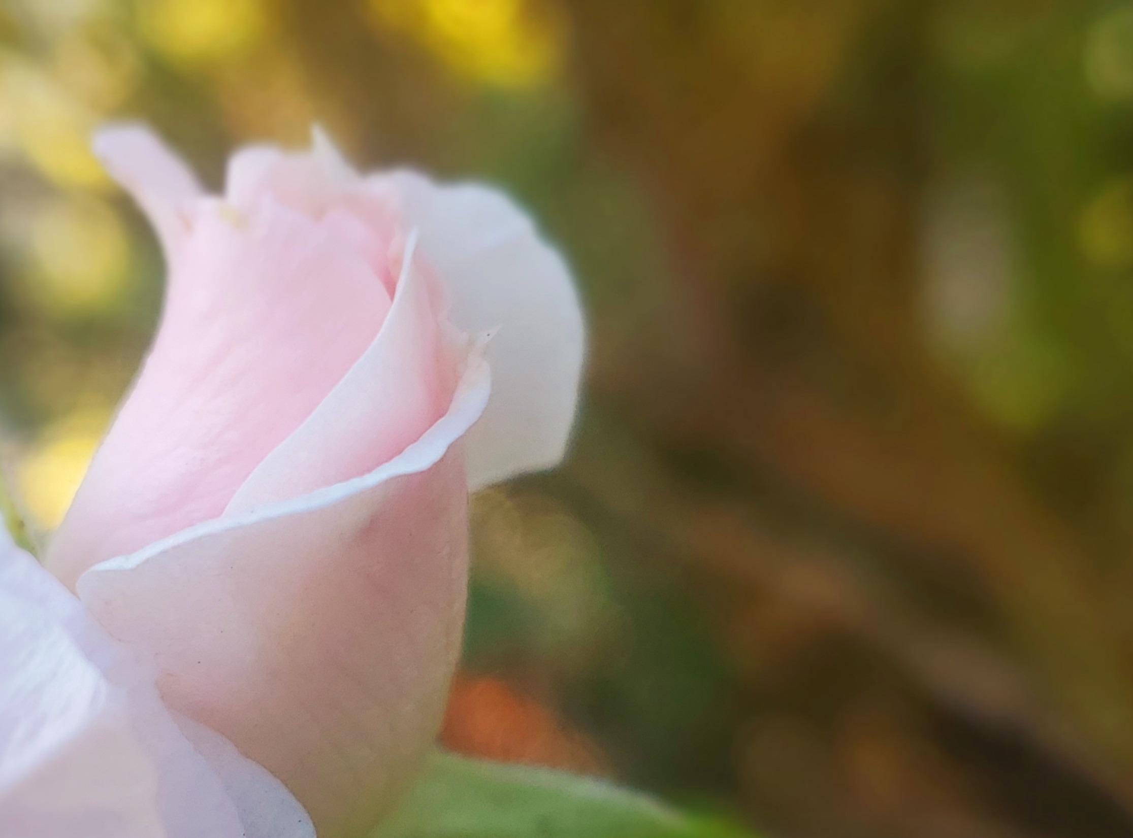 Healing tears Blank Meme Template