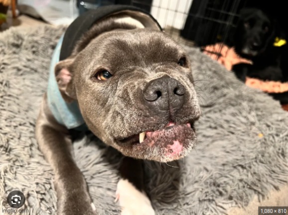 yes I know I took this from google | made w/ Imgflip meme maker